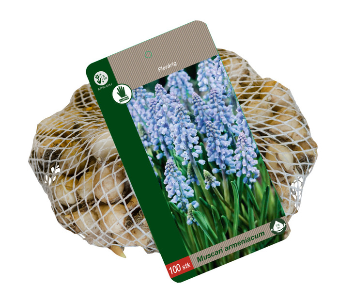 Løg 'Muscari Armeniacum' 100 stk. - Grønne Fingre®